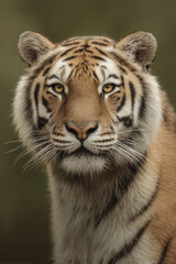 Fototapeta premium A beautiful and powerful photograph of a tiger with a soft, blurred background. The sharp focus on the tiger’s face highlights its striking features and majestic presence