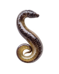 Obraz premium Aquatic Leech Closeup S-Shaped Body Black Background