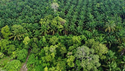 Obraz premium Lush Green Forest with Dense Palm Trees and Tropical Vegetation
