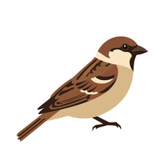 Obraz premium A small brown bird with a white chest and black markings.