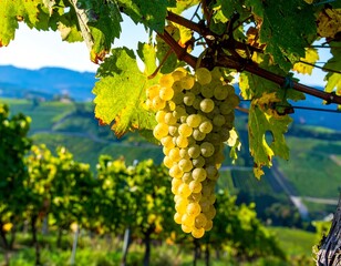 A cluster of ripe, white grapes hangs from a vine