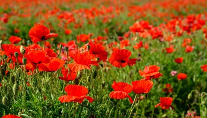 Naklejka premium Vibrant Red Poppy Flowers Blooming in a Lush Green Field Landscape