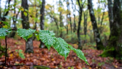 Fresh Green Leaves with Raindrops in a Serene Forest Setting