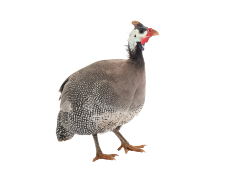 Guinea fowl bird with detailed spotted feathers and realistic farm animal design isolated on white background
