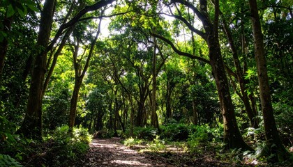 Serene Tropical Forest Pathway Under Dense Green Canopy