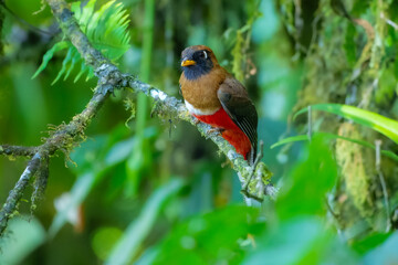 Portrait of male the masked trogon (Trogon personatus). Average red-bellied trogon of subtropical...