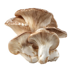 Fototapeta premium Elegant stack of shiitake mushrooms against black backdrop, highlighting its texture