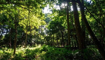 Obraz premium Lush Green Forest Landscape with Sunlight Streaming Through Leaves