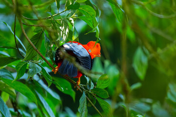 Portrait of Andean Cock-of-the-rock (Rupicola peruvianus), a vibrant orange bird with black wings, perched on a moss-covered branch. Peru, Manu national park.

