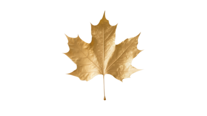 Golden maple leaf isolated on transparent background