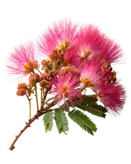 Pink Silk Tree Blossoms Branch Nature Beauty