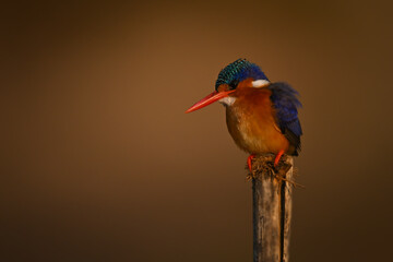 Malachite kingfisher on worn post looking down