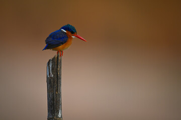 Malachite kingfisher on worn post staring down
