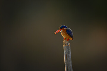 Malachite kingfisher opens beak backlit on post