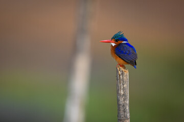 Malachite kingfisher on worn post behind another