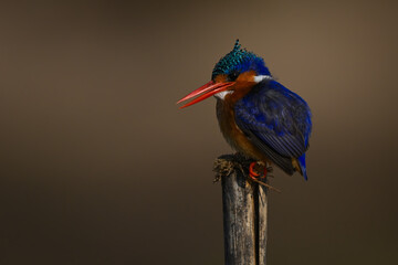 Malachite kingfisher opens bill on split post