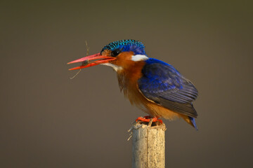 Malachite kingfisher standing on post holding insect