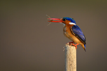 Malachite kingfisher stands on post carrying grub