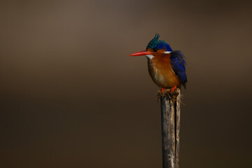 Malachite kingfisher on wooden post watching camera