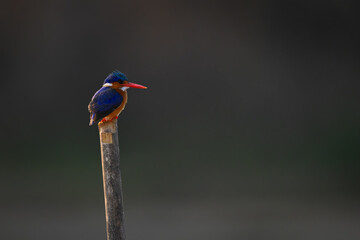 Malachite kingfisher stares backlit from bamboo post