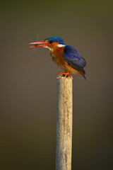 Malachite kingfisher stands on post holding insect