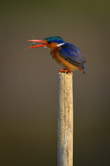 Malachite kingfisher stands tossing insect on post