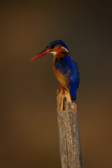 Malachite kingfisher stares down from cracked post