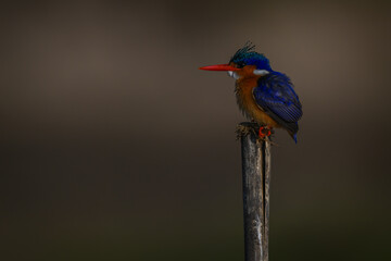 Malachite kingfisher stares ahead from split post
