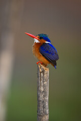 Malachite kingfisher on worn post staring up