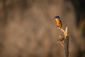 Malachite kingfisher stares from peeling marker post
