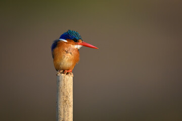 Malachite kingfisher stares down on bamboo post