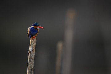Malachite kingfisher stares backlit from wooden post