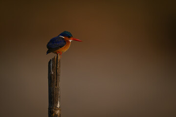 Malachite kingfisher staring down from marker pole