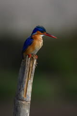 Malachite kingfisher staring down from leaning post
