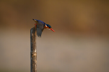 Malachite kingfisher takes off from cracked post