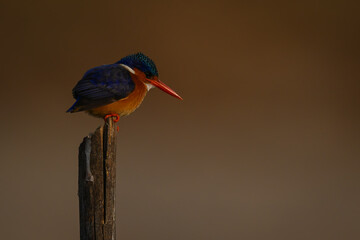 Malachite kingfisher staring down on marker pole