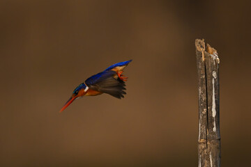 Malachite kingfisher takes off from guano-stained post