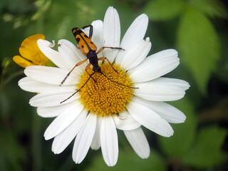 long horned yellow beetle summer garden