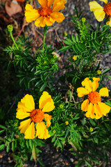 calliopsis or tickseed (Coreopsis)