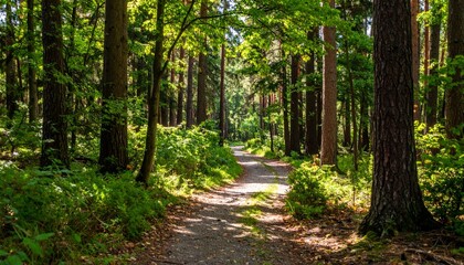 Obraz premium Serene Nature Pathway Through Lush Green Forest Landscape