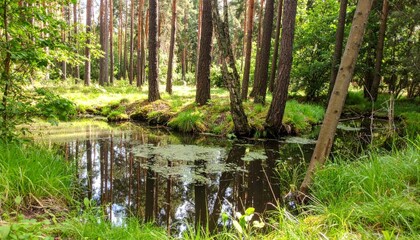 Fototapeta premium Serene Forest Landscape with Calm Water Reflection and Tall Trees