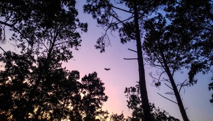 Serene Twilight Landscape with Silhouetted Trees and Flying Bird