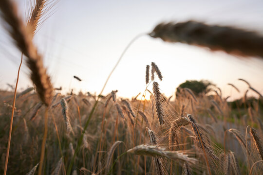 Getreide&auml;hren im Abendlicht &ndash; Nahaufnahme im Feld