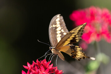 A yellow and black Swallowtail butterfly feeding on beautiful red and pink flowers in the garden in California.  