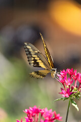 A yellow and black Swallowtail butterfly feeding on beautiful red and pink flowers in the garden in California.  