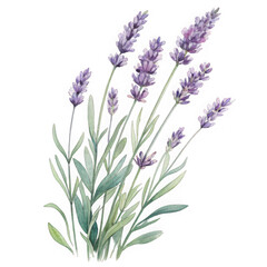 Fototapeta premium Delicate lavender sprigs with soft purple blooms on a deep transparent background