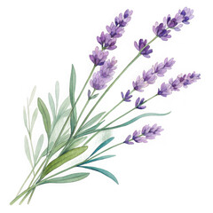 Obraz premium Watercolor lavender flowers bouquet illustration, hand painted purple plant art graphic, botanical design element for wedding stationery isolated on Transparent Background