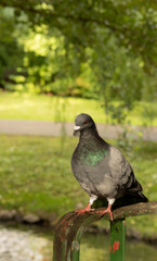 macro photo of a gray-green pigeon on a metal fence against the background of trees and a river in the park