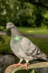 portrait of a gray-green pigeon looking at the camera against a green nature background