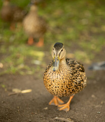 brown-black wild duck walking on the ground on a blurred nature background, portrait of a duck
